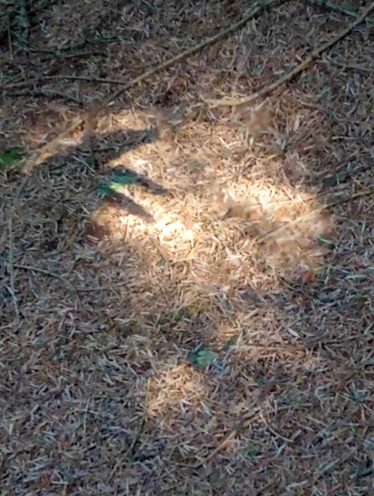 A picture of a clawed hand emerging from the shadows against the backdrop of a forest floor.